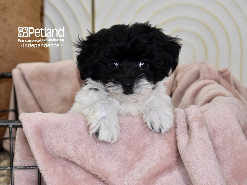 [#5498] Black & White Female Maltipoo Puppies For Sale #1