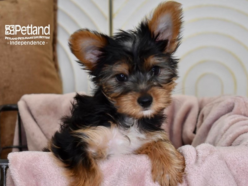 [#5484] Black & Tan Female Yorkshire Terrier Puppies For Sale