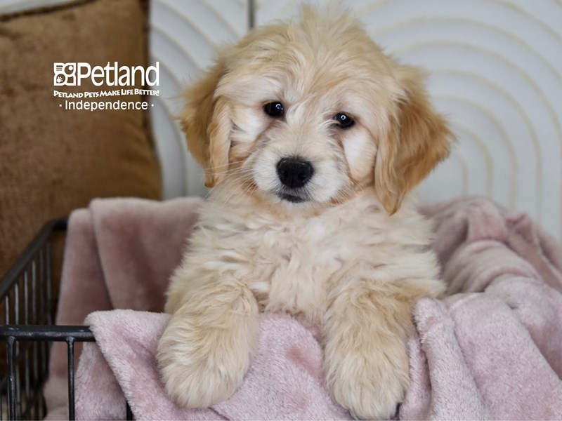 [#5486] Golden Female Miniature Goldendoodle Puppies For Sale #1