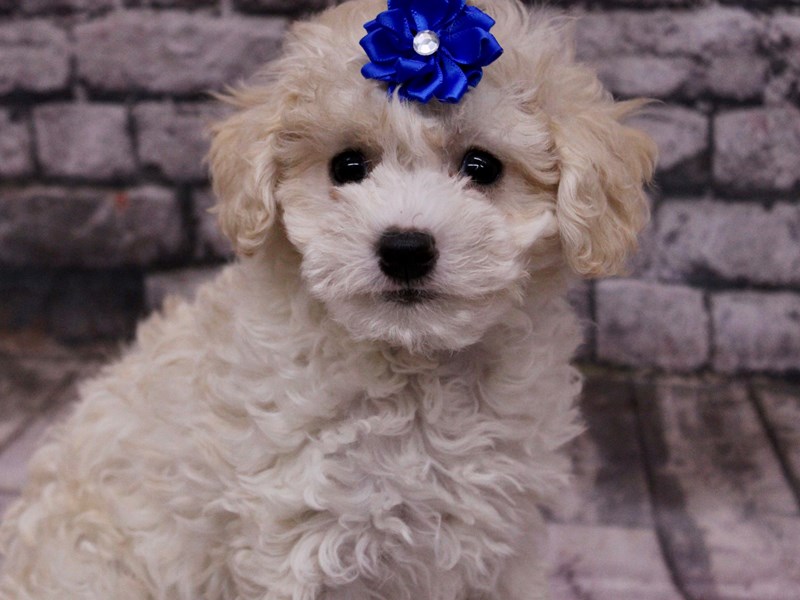 [#17689] Cream Female Toy Poodle Puppies For Sale #1