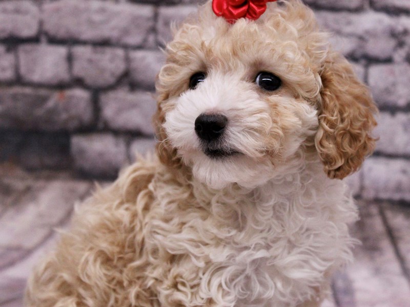 [#17688] Apricot Female Toy Poodle Puppies For Sale