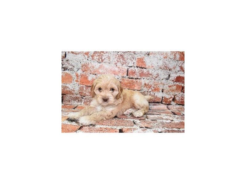 [#12753] Buff Male Cockapoo Puppies For Sale #1