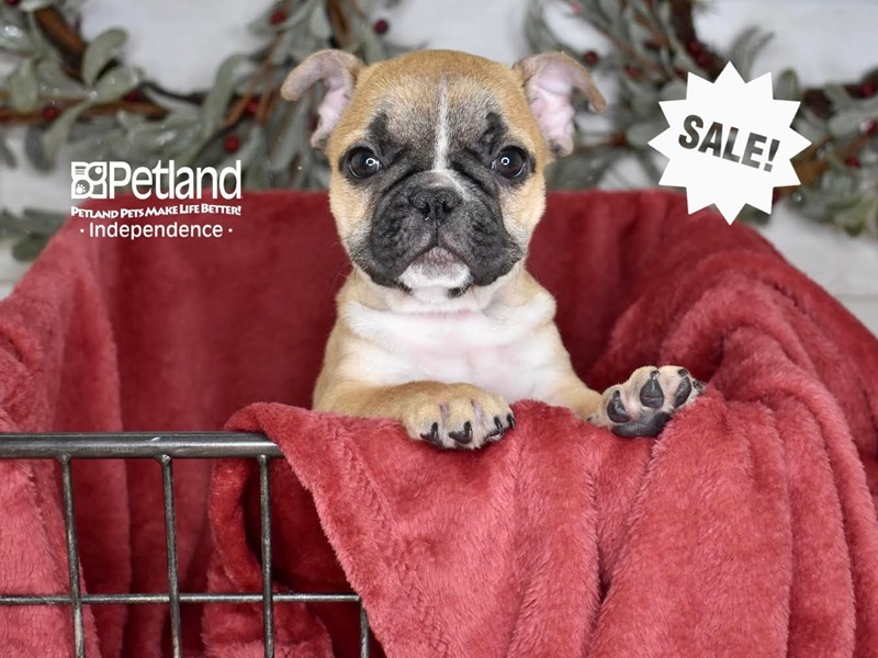 [#5379] Fawn Male French Bulldog Puppies For Sale #1
