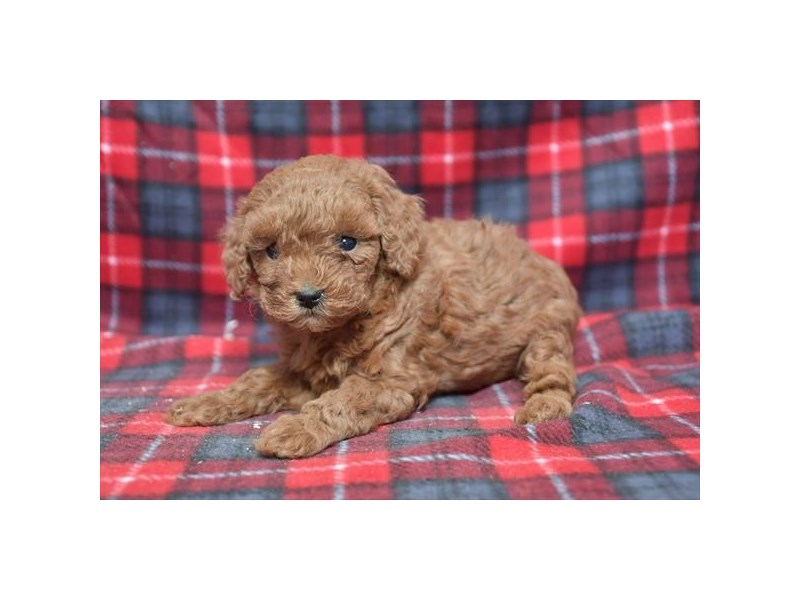 [#18627] Red Female Poodle Puppies For Sale #1