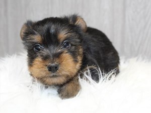 Silky-Terrier-DOG-Male-3980064