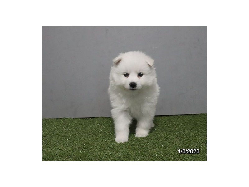 [#19859] White Female American Eskimo Dog Puppies For Sale