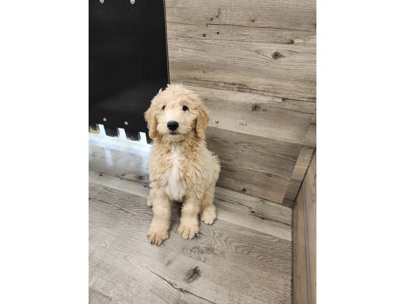 [#19850] Golden Male Goldendoodle Puppies For Sale