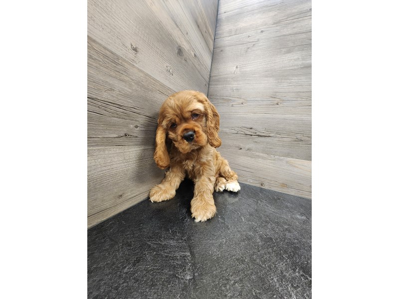 [#19861] Red Male Cocker Spaniel Puppies For Sale