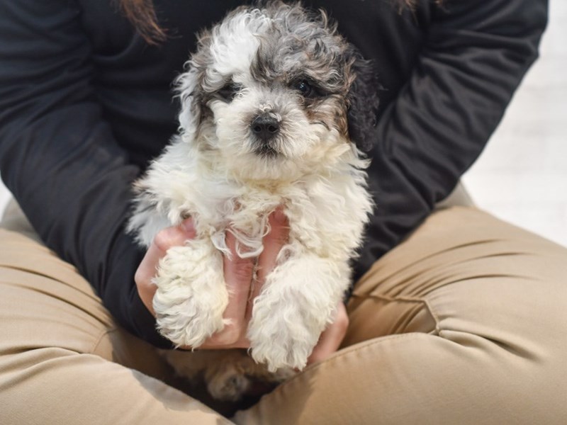 [#36290] Blue Merle, Parti Male Miniature Poodle Puppies For Sale
