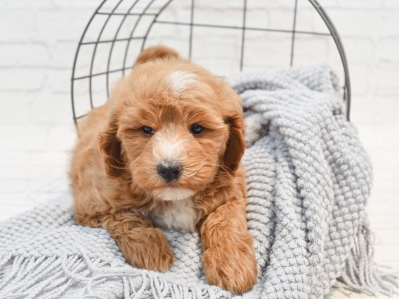 [#36301] Red Female Mini Goldendoodle Puppies For Sale #1