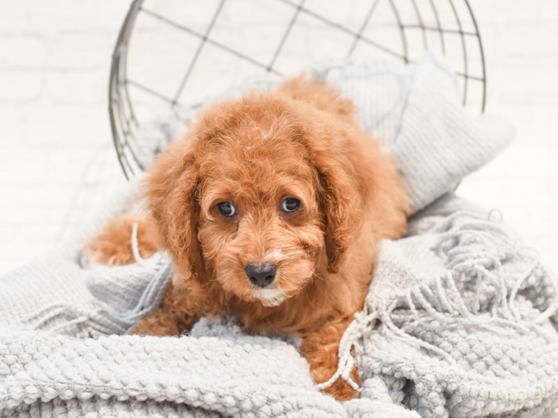[#36302] Red & White Female Cavapoo Puppies For Sale #1