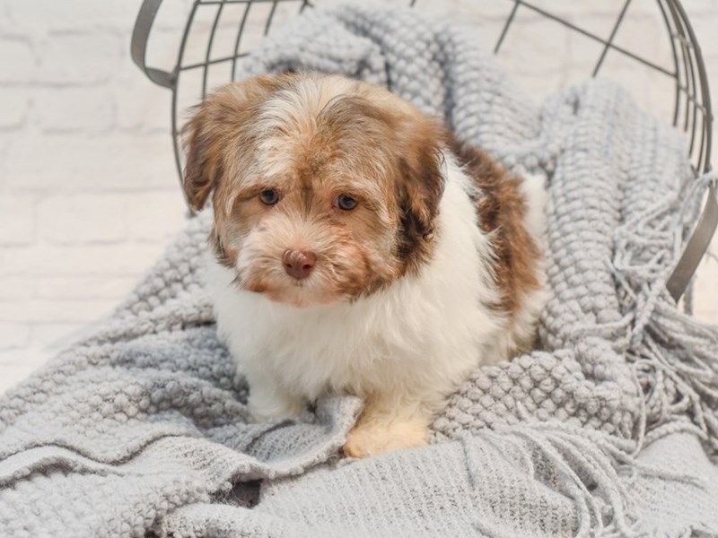 [#36305] Chocolate & White Female Havanese Puppies For Sale #1