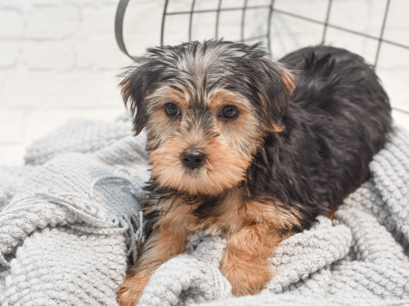 [#36310] Black & Tan Female Yorkshire Terrier Puppies For Sale
