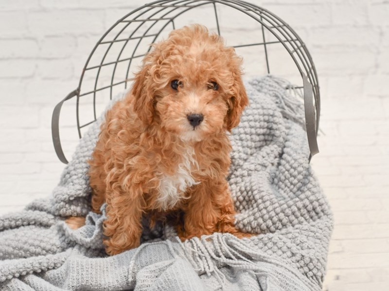 [#36315] Apricot Male Cavapoo Puppies For Sale #1