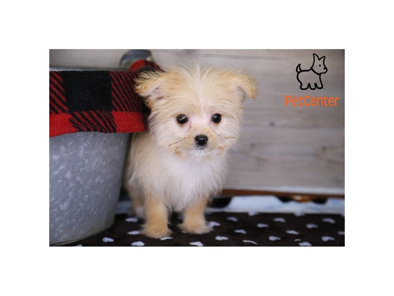 [#34278] PeeWee - Cream Male Maltipom Puppies For Sale #3