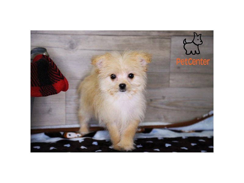 [#34278] PeeWee - Cream Male Maltipom Puppies For Sale