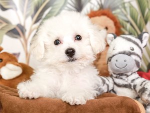 Bichon Frise-DOG-Female-white-3980052