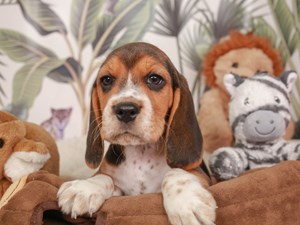 Beagle-DOG-Male-Tri-