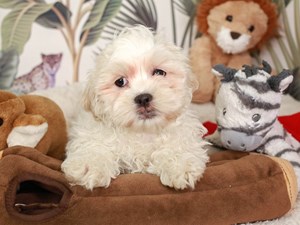Teddy Bear-DOG-Male-Cream-