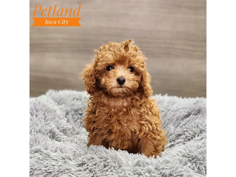 [#18627] Red Female Poodle Puppies For Sale #2