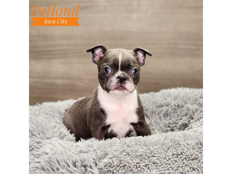 [#18623] Blue Female Boston Terrier Puppies For Sale #1