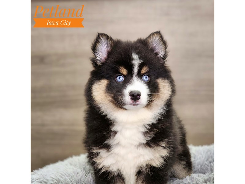 [#18630] Black Female Pomsky Puppies For Sale