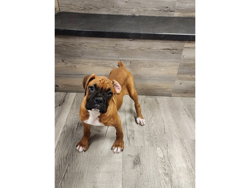 [#19834] Mahogany Female Boxer Puppies For Sale