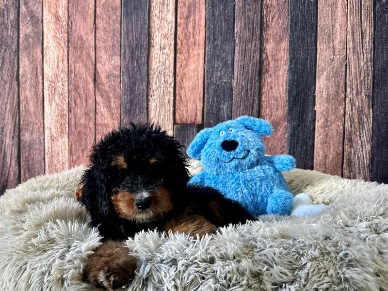 [#26077] Tri Color Female Bernese Mountain Dog/Standard Poodle Puppies For Sale #1
