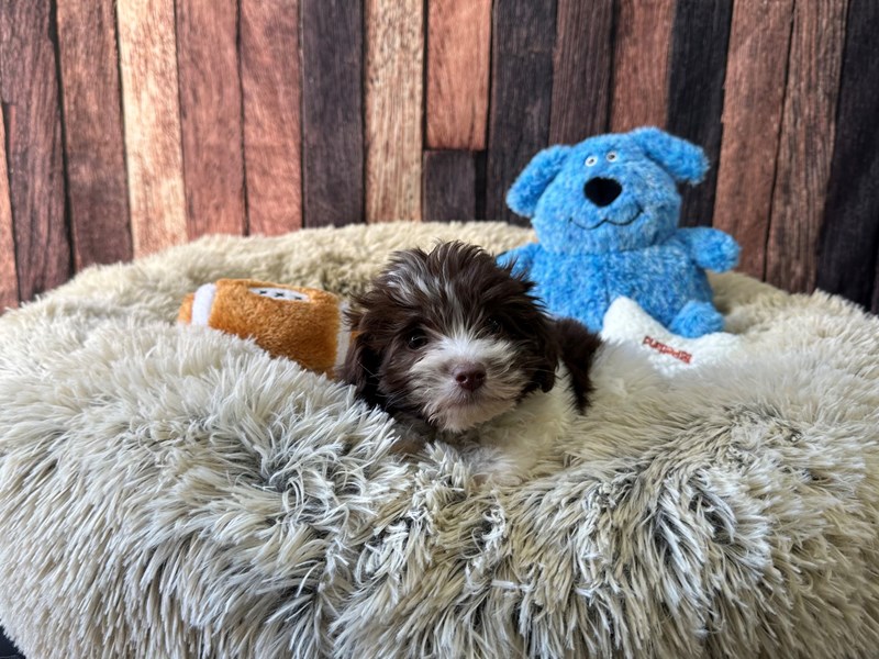 [#26090] White / Chocolate Male Havanese Puppies For Sale #1