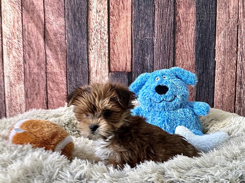 [#26073] Gold Male Maltese/Yorkshire Terrier Puppies For Sale