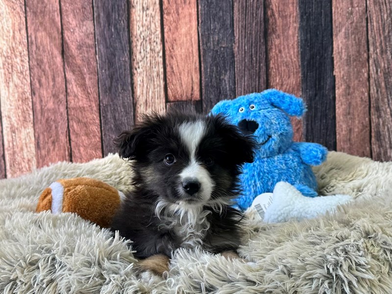 [#26076] Black White and Brown Male Miniature Australian Shepherd Puppies For Sale #1