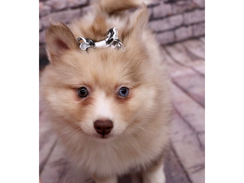 [#17699] Red Merle & White Female Pomsky Puppies For Sale