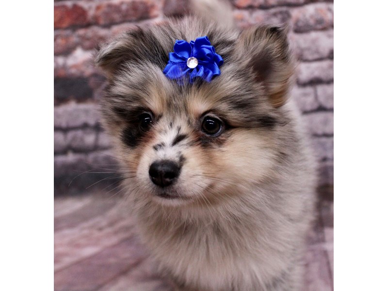 [#17698] Chocolate Merle & Tan Female Pomsky Puppies For Sale