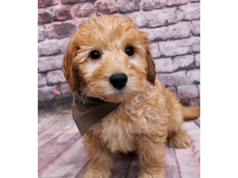 [#17700] Dark Red Male F1B Mini Goldendoodle Puppies For Sale