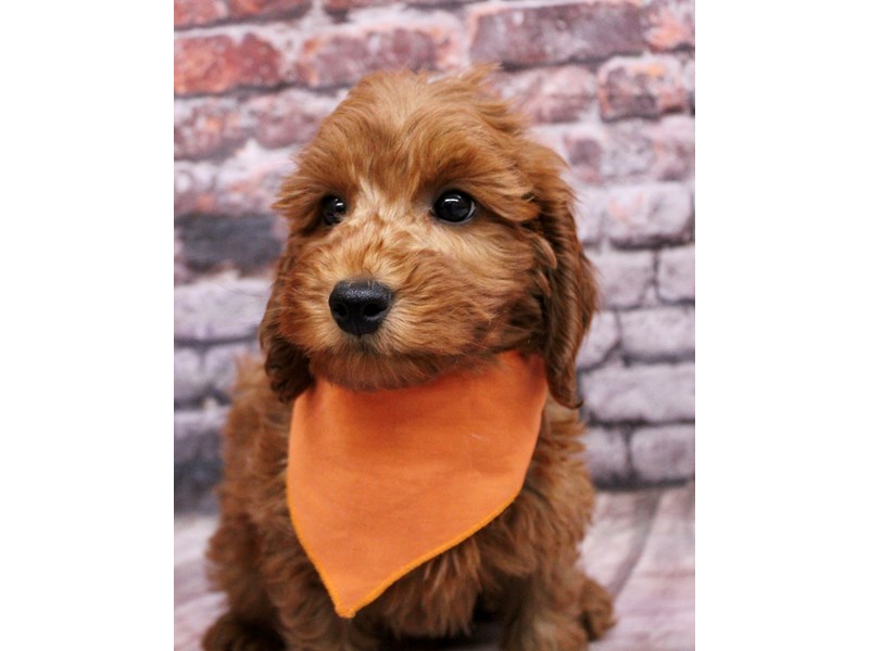 [#17701] Dark Red Male F1B Mini Goldendoodle Puppies For Sale #1