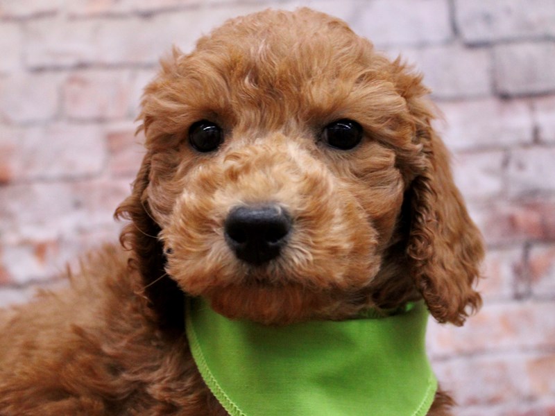 [#17702] Red Male F1B Mini Goldendoodle Puppies For Sale