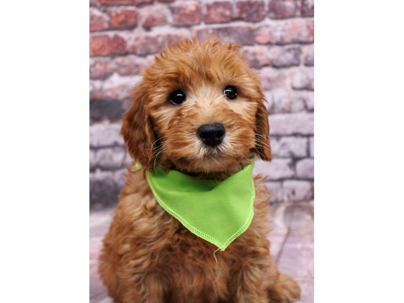 [#17703] Red Male F1B Mini Goldendoodle Puppies For Sale