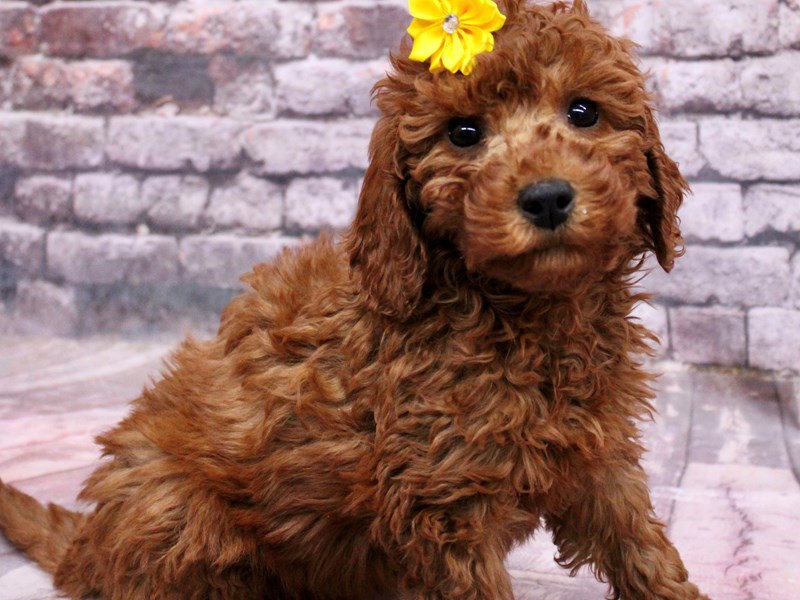 [#17704] Dark Red Female F1B Mini Goldendoodle Puppies For Sale