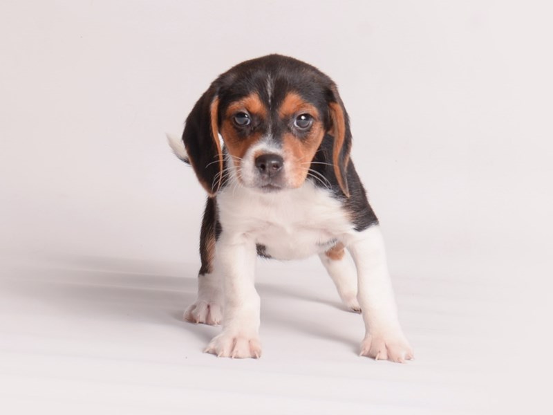 [#20048] Tri Color Female Beagle Puppies For Sale #1