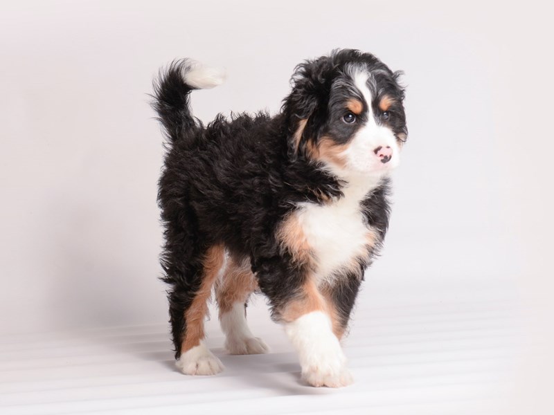 [#20042] Black White / Tan Male Bernedoodle Mini Puppies For Sale #1