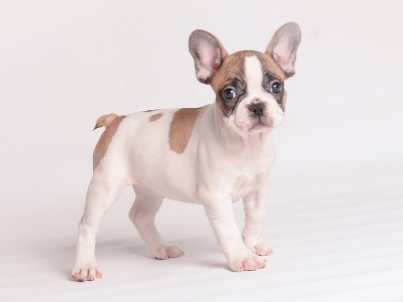 [#20037] Fawn Female French Bulldog Puppies For Sale #1