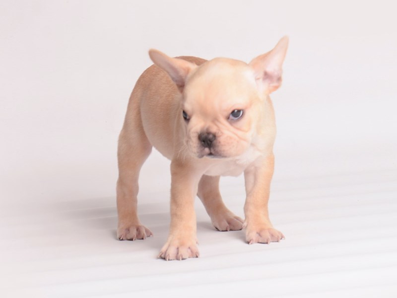 [#20036] Cream Male French Bulldog Puppies For Sale #1