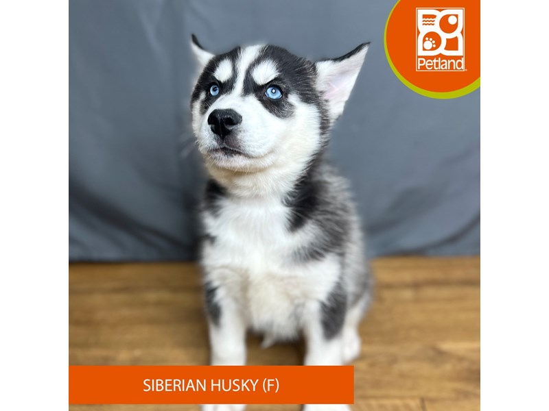 [#16422] Black / White Female Siberian Husky Puppies For Sale