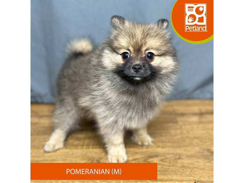 [#16421] Chocolate / White Male Pomeranian Puppies For Sale
