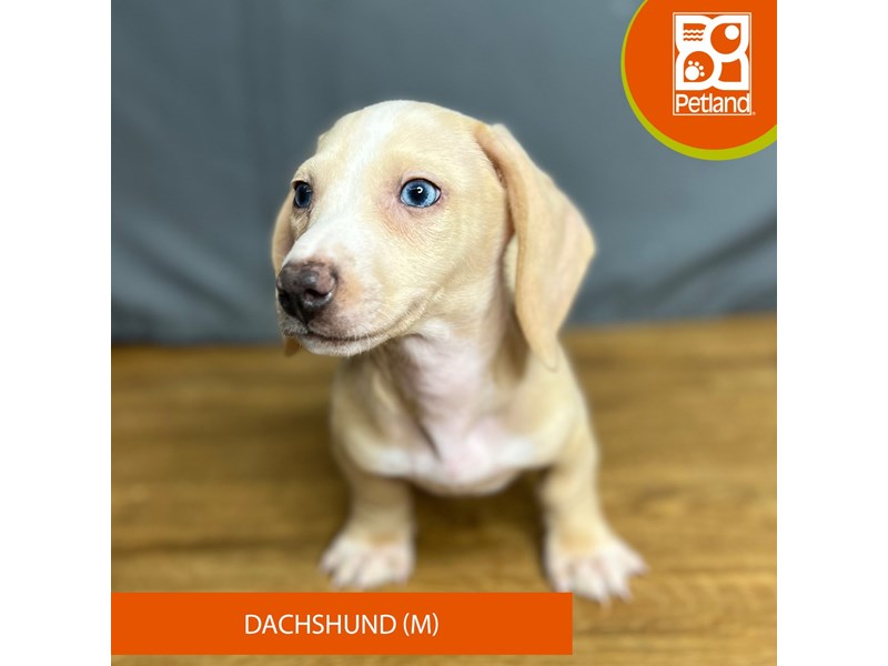 [#16419] Fawn (Isabella) / Tan Male Dachshund Puppies For Sale #1