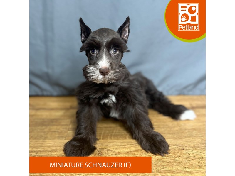 [#16428] Chocolate Female Miniature Schnauzer Puppies For Sale #1