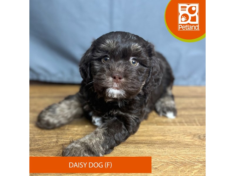 [#16430] Chocolate Female Daisy Dog Puppies For Sale #1