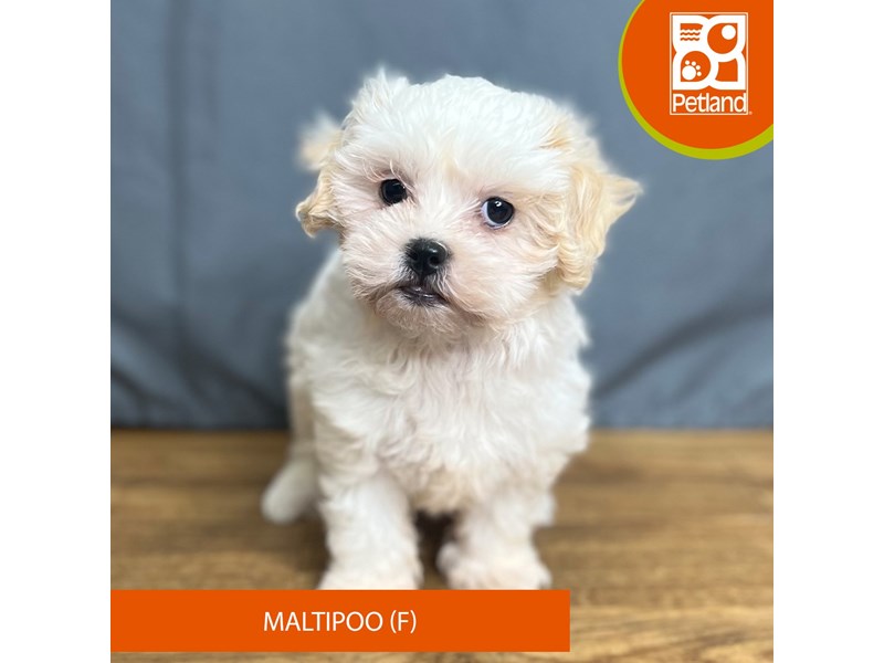 [#16431] Female Maltipoo Puppies For Sale #1