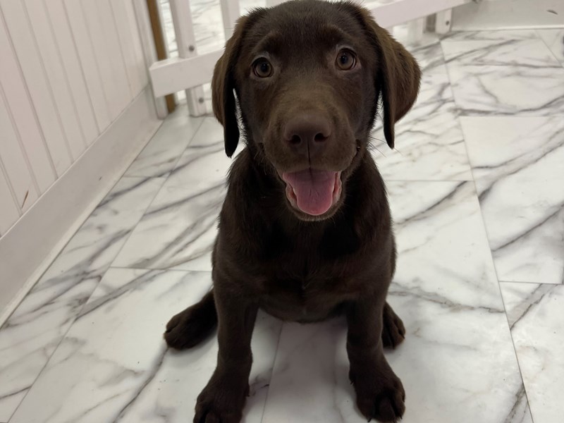 Labrador Retriever-DOG-Female-Chocolate-3944266-img4
