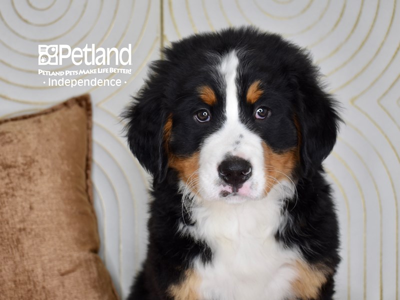 [#5513] Black, Rust, & White Male Bernese Mountain Dog Puppies For Sale